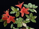 斑入 山ツツジ 白(散)掃込 極々小(昨年挿し木)苗珍品・花木・山野草