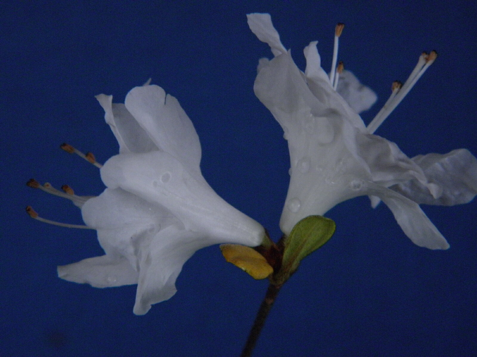 山ツツジ 青軸.純白二重咲 枝打中(20cm前後. 1作開花)苗珍品・花木・山野草