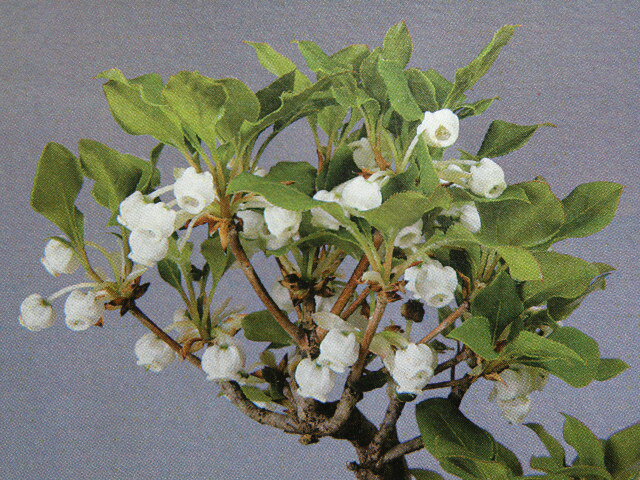 [ツクモドウダン(ツツジ)]　八房.寸梢性.　落葉. 極小苗(R6 挿し木)珍品・花木・山野草・小品盆栽