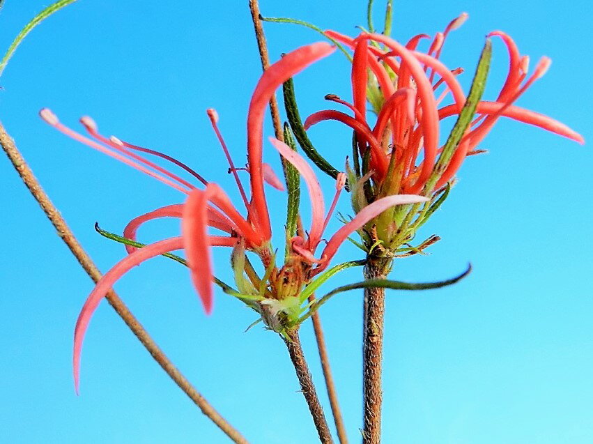 モチツツジ[錦孔雀(キンクジャク)]　枝打小上苗珍品・花木・山野草・小品盆栽(4)