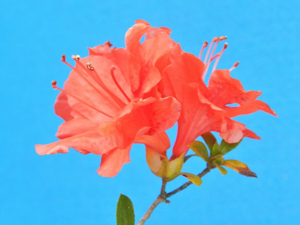 山ツツジ [釜戸坂 二重] 枝打小苗珍品・花木...の紹介画像2