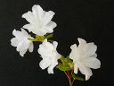 山ツツジ 純白.二重咲(四国産) 枝打 小上苗珍品・花木・山野草