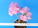 濃色円弁 玄海ツツジ 枝打.小上(20センチ前後)苗珍品・花木・山野草