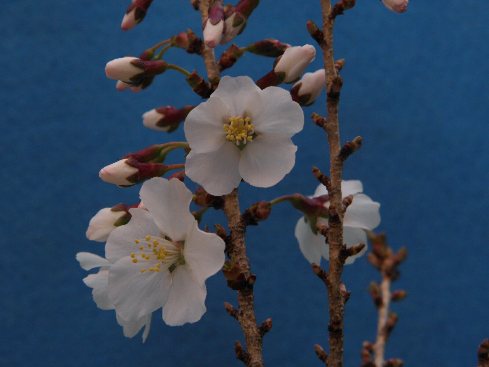 八房.寸梢 豆桜 落葉. 枝打小上苗9cmポット入珍品・花木・山野草
