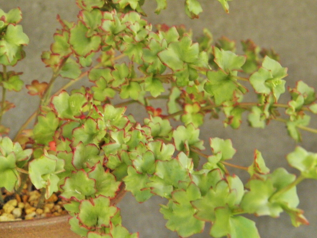 �ߥ��Х�[����̻��]���ե���(����)�ա������ġ����ʡ����ڡ�������