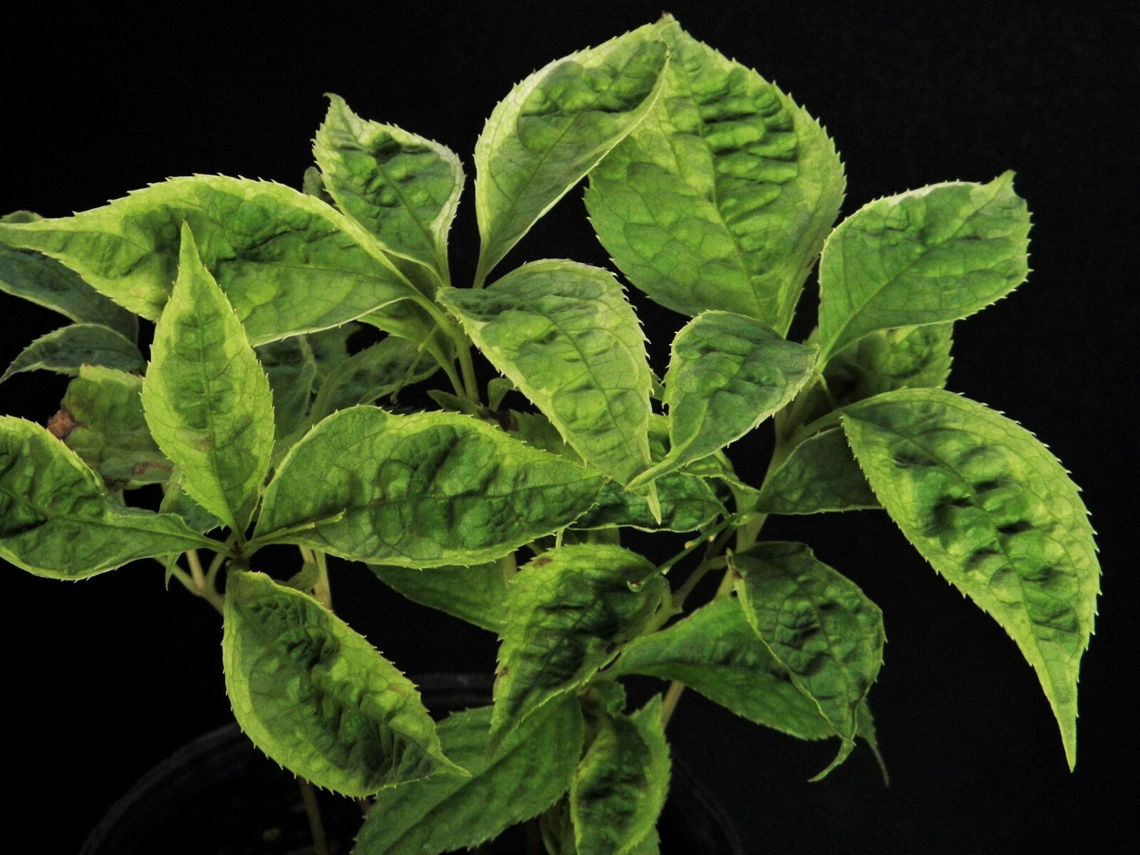 R3-8 斑入 黄(淡緑)三光覆輪　花イカダ　小苗 ・珍品・花木・山野草