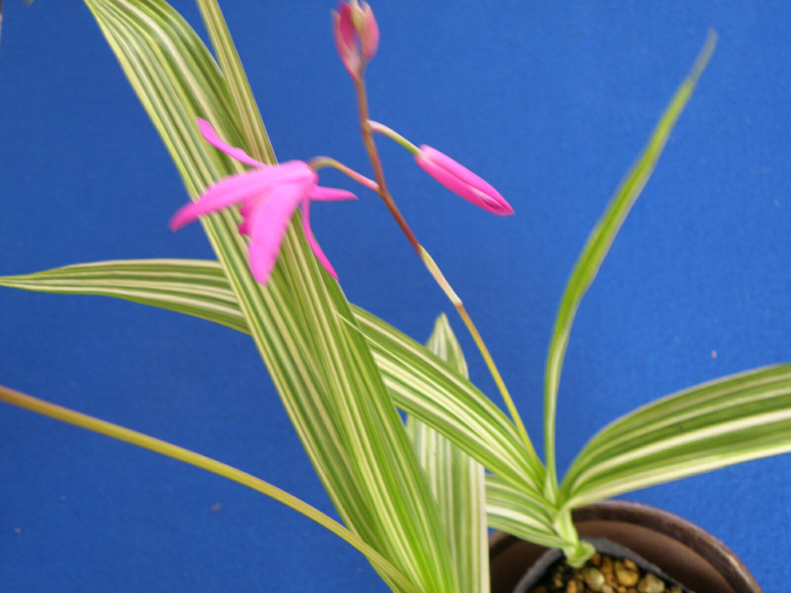 斑入(雪白縞) シラン　 休眠. 良(来季新芽増殖)苗・珍品・花木・山野草