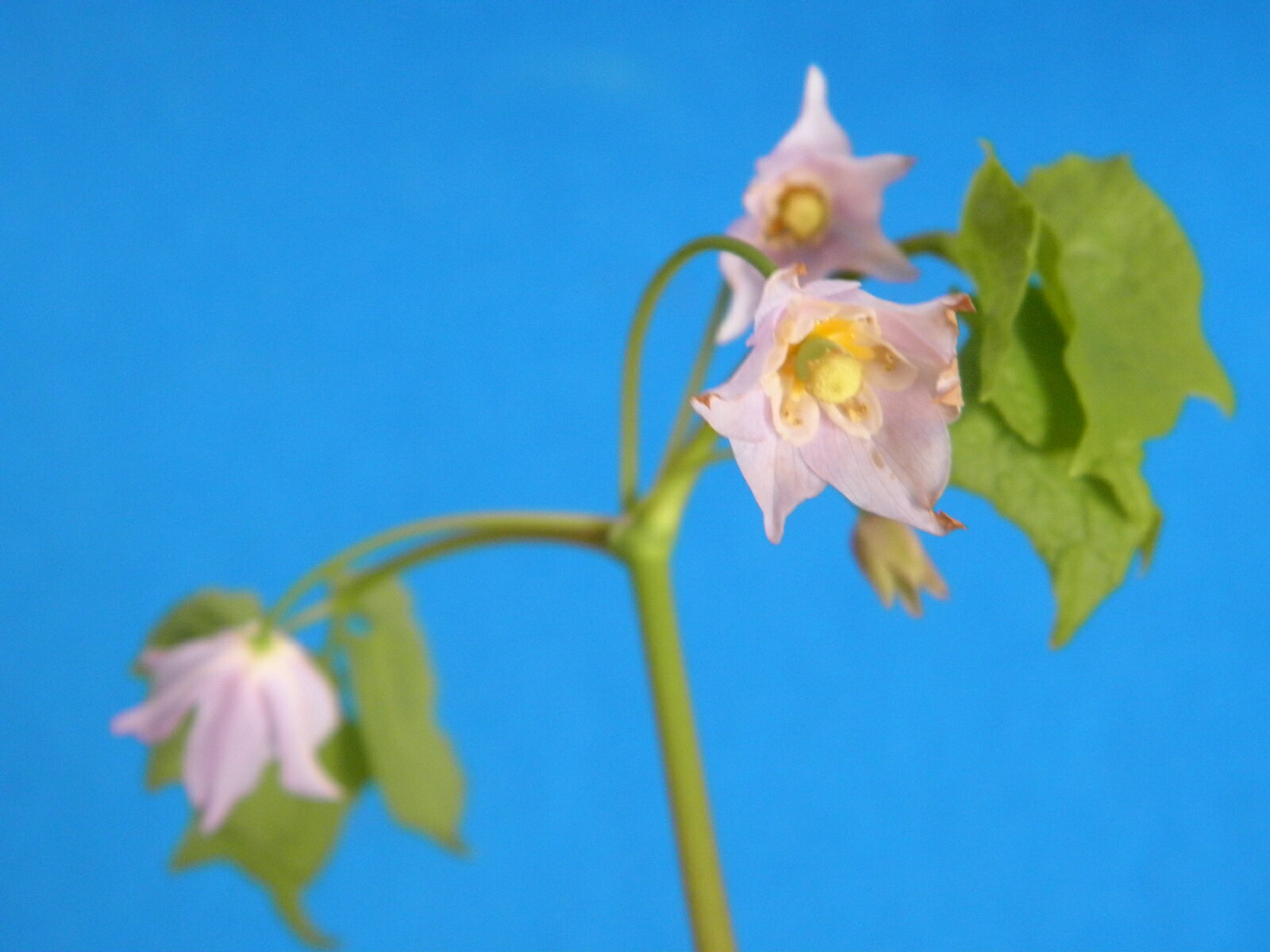 戸隠(トガクシ)ショウマ(基本種)　今季開花終了苗珍品・山野草・お茶花