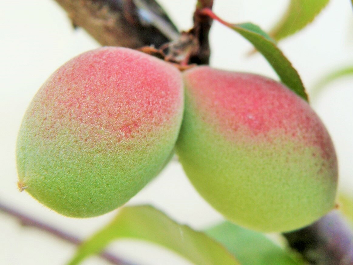 ウメ[赤花夫婦(めおと)梅]　落葉休眠. 接小上(40センチ～)苗　珍品・花木・山野草