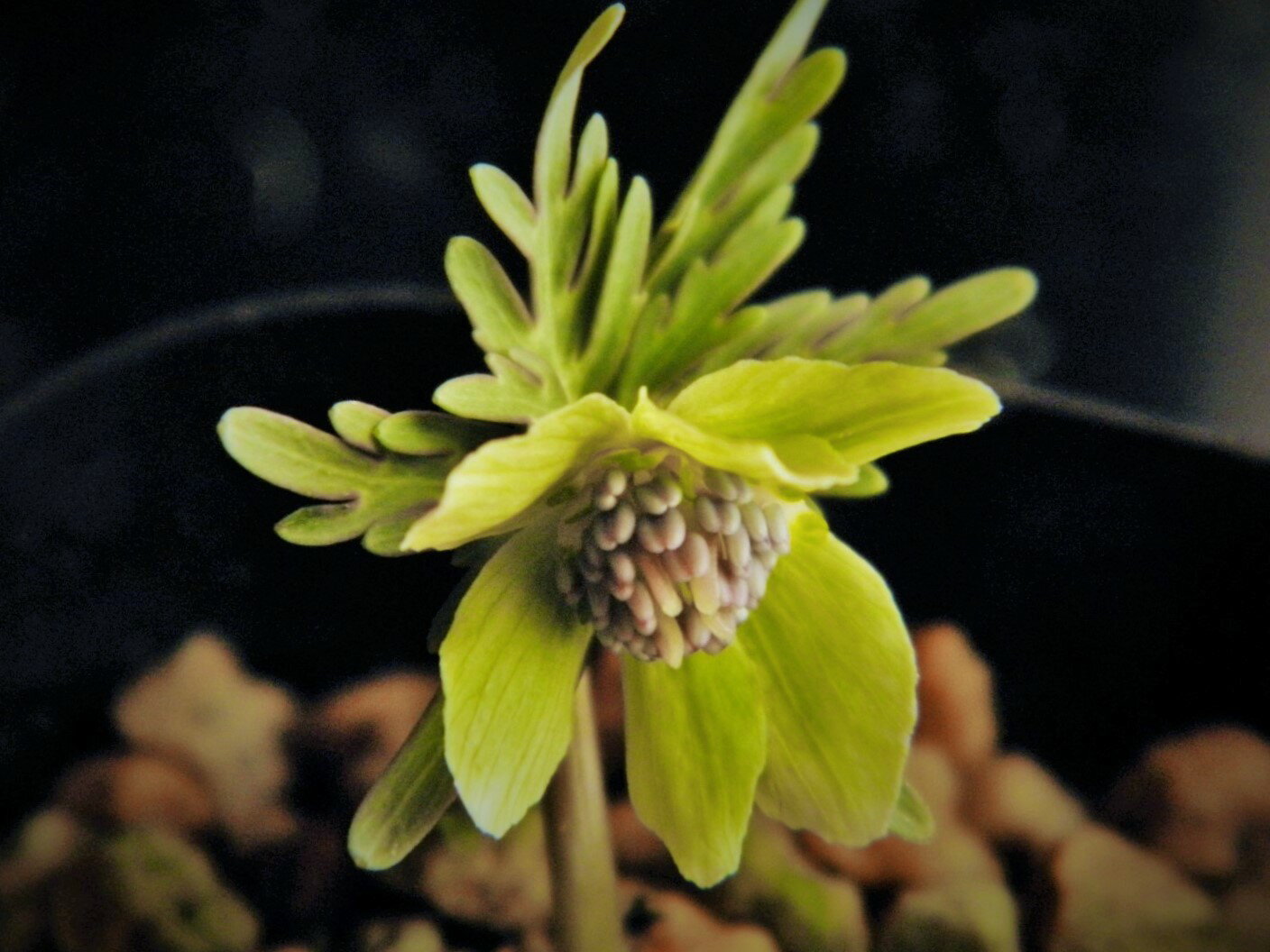 送料無料！緑花セツブン草　2/10現在開花中. 2本立球咲き進むにつれ緑中筋斑紋や緑絞り斑紋弁を呈す珍品