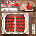 いちご 古都華 【Mサイズ 】奈良県産 苺 1粒サイズM(11g〜14g) 相当 1箱 2パック入り 美味しい 甘い お祝い プレゼント 奈良 ことか いちご