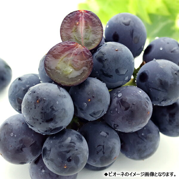 【予約】 山形県産 ぶどう ピオーネ (秀品) 旬 秋冬の味覚 ブドウ 葡萄 ピオーネ 1房 2房 ギフト 贈り物 贈答 プレゼント お礼 お返し お祝い 内祝い 果物 フルーツ 人気 売れ筋 山形県 東根市 青果卸 産地直送 送料無料 お取り寄せ