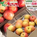 【出荷間近】山形県産 ご家庭用 りんご 高徳 4.5kg (訳あり/20玉〜30玉入り) 冬の味覚  ...