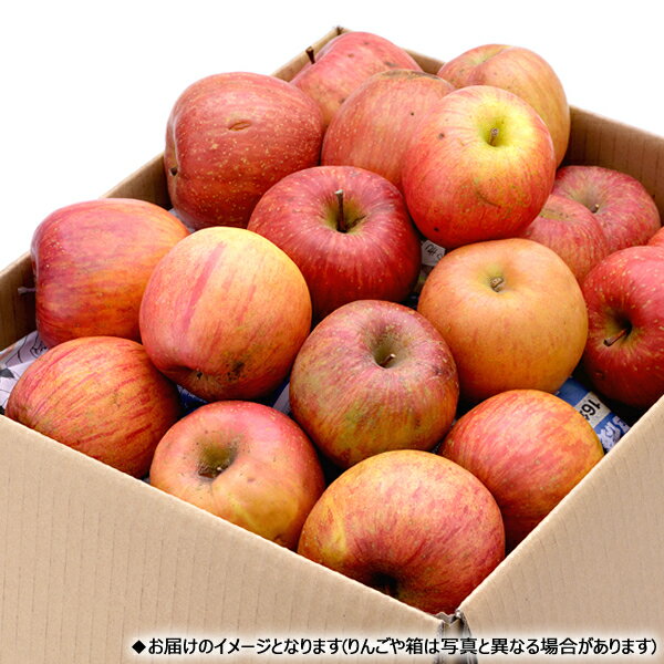 【出荷中】山形県産 ご家庭用 りんご サンつがる 10kg (訳あり/26玉〜46玉入り/冷蔵便)秋の味覚 林檎 リンゴ 青森県産 産地リレー わけあり 訳あり 自宅用 家庭用 おうち用 食べ放題 人気 売れ筋 果物 フルーツ 山形県 東根市 青果卸 産地直送 送料無料 お取り寄せ