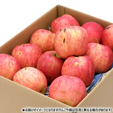 【予約】山形県産 ご家庭用 りんご 秋陽 10kg (訳あり/26玉〜46玉入り)秋の味覚 山形県生まれ しゅうよう 林檎 リンゴ わけあり 訳あり 自宅用 家庭用 おうち用 食べ放題 人気 売れ筋 果物 フルーツ 山形県 東根市 青果卸 産地直送 送料無料 お取り寄せ