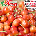 【予約】 山形県産 ご家庭用 さくらんぼ 佐藤錦 700g (訳あり/Mサイズ/ばら詰め/産地箱/常温便) 旬 露地 わけあり サクランボ バラ詰め 自宅用 家...