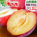 【予約】 山形県産 プラム 秋姫 1.2kg (秀品/6玉~11玉入り/冷蔵便) プラム すもも スモモ 日本すもも あきひめ 秋姫 夏ギフト 残暑見舞い ギフト 贈り物 贈答 お祝い お礼 お返し プレゼント ご家庭用 果物 フルーツ 山形県 送料無料 お取り寄せ