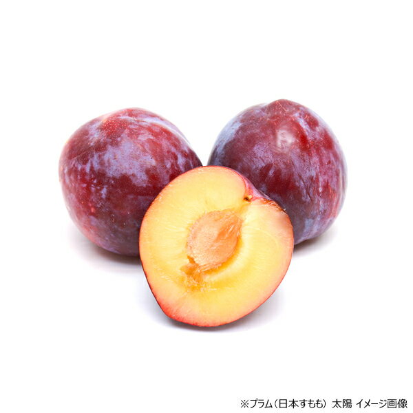 【予約】 山形県産 プラム 太陽 1.2kg (秀品/6玉〜11玉入り/冷蔵便) プラム すもも スモモ 日本すもも たいよう 太陽 夏ギフト 残暑見舞い ギフト 贈り物 贈答 お祝い お礼 お返し プレゼント 自宅用 おうち用 果物 フルーツ 山形県 送料無料 お取り寄せ