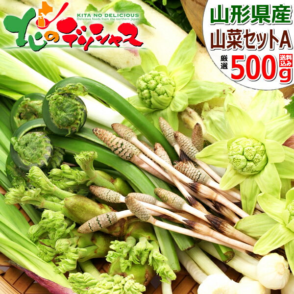 【予約/4月中旬〜】東北産 山菜セット A 500g(山菜4種類以上保証) 春の味覚 旬の味覚 山の幸 セット 詰め合わせ 天然 ハウス栽培 人気 東北 山形 産地直送 グルメ 送料無料 お取り寄せ