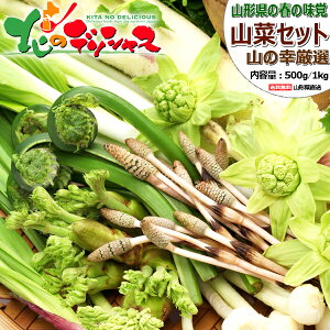 【出荷間近】東北産 山菜セット (山菜4種類以上保証) 春の味覚 旬の味覚 山の幸 500g 1kg ギフト 贈り物 プレゼント 自宅用 家庭用 おうち用 セット 詰め合わせ 天然 ハウス栽培 人気 東北 山形 産地直送 グルメ お取り寄せ 【出荷場:山形県H】