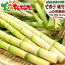 【出荷間近/お届け日指定不可】 山形県産 山菜 天然 細竹 (冷凍便)春の味覚 山の幸 チシマザサ 根曲り竹 根曲がり竹 笹竹 山竹 姫筍 月山筍 500g 1...