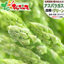 アスパラ　グリーン・ホワイト・ラベンダー3種500gセット 北海道富良野産