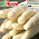 【出荷間近】北海道産 ホワイトアスパラ (2L-3Lサイズ/冷蔵品)春の味覚 北海道アスパラ あすぱら アスパラ アスパラガス ホワイトアスパラ ホワイトアスパラガス 白アスパラ 母の日 ギフト 贈り物 プレゼント 自宅用 家庭用 おうち用 野菜 北海道 グルメ お取り寄せ