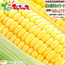 【予約】 北海道産 南幌町 とうもろこし あまいんです (黄色/冷蔵便) 南幌町明るい農村ネットワーク 朝採り トウモロコシ スイートコーン とうきび 残暑見舞...