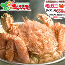 北海道 カニ 北海道産 毛ガニ (姿/約650g以上/ボイル済み/冷凍便) 新物 北海道 海鮮 ボイ ...