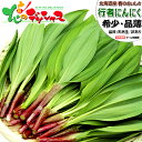 【出荷中/お届け日指定不可】 北海道産 山菜 天然 ご家庭用 行者にんにく (訳あり/1束 50g/冷蔵便) 春の味覚 ぎょうじゃにんにく ギョウジャニンニク ...