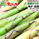【出荷間近】 北海道産 山菜 天然 根曲がり竹 (冷蔵便) 春の味覚 幻の山菜 希少 品薄 価格高騰 たけのこ タケノコ 天然竹の子 天然根曲がり竹 チシマザサ...