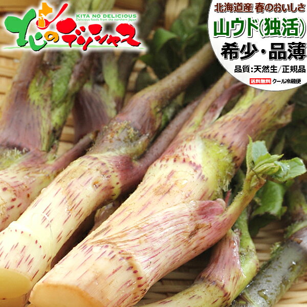 【出荷中】北海道産 山菜 天然 山ウド (冷蔵) 春の味覚 幻の山菜 希少 品薄 価格高騰 うど ウド 独活 ..