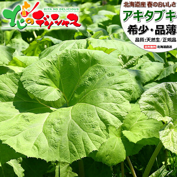 【出荷間近】北海道産 山菜 天然 アキタブキ (常温便) 春の味覚 ふき フキ 蕗 あきたふき 秋田ふき 秋..