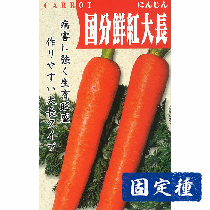 【ニンジンの種】国分鮮紅大長人参 小袋 (4ml) 固定種 種子 タネ 野菜 根菜類 園芸 家庭菜園 プランター栽培 種まきのサムネイル