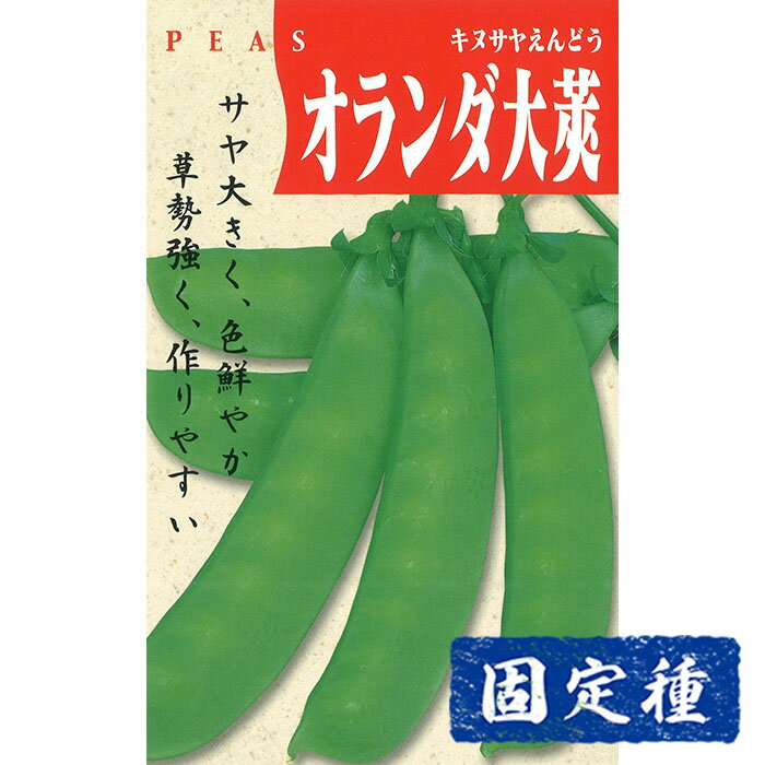 【エンドウの種】 オランダ大さやえんどう 小袋 (25ml) 固定種 種子 タネ 野菜 まめ類 園芸 家庭菜園 ..