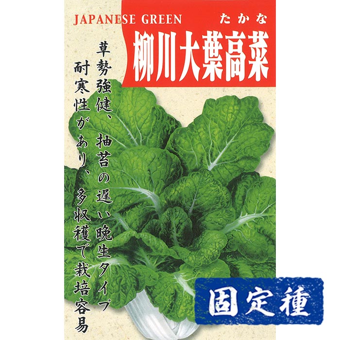 【タカナの種】柳川大葉高菜 小袋 (10ml) 固定種 種子 タネ 野菜 葉菜類 園芸 家庭菜園 プランター栽培 種まきのサムネイル