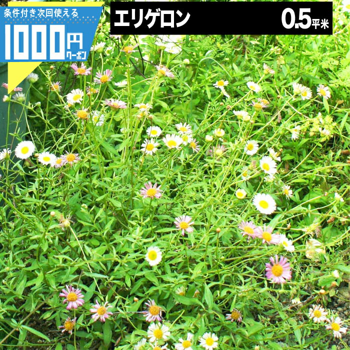 1000円クーポン付●マット マットプランツ エリゲロン 8枚 0.5平米 お花 キク 花マット
