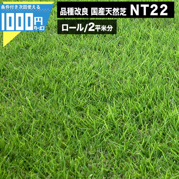 1000円クーポン付●通常便出荷 NITTOSEKKO 高級天然芝 NT22 ロール 2平米分 天然芝 省管理 高麗芝 ゴルフ 改良高麗芝 芝生 芝 品種改良 国産 天然芝生マット 天然芝生 日本国産