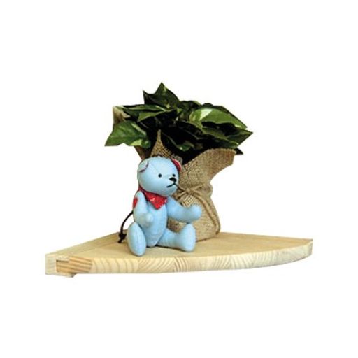 光大(KODAI) パイン ウォ-ルシェルフ M型 光大(KODAI) パイン ウォ-ルシェルフ M型