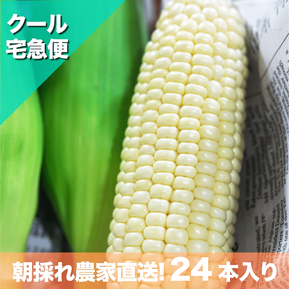 汐風パール 7kg 24～27本入り 沖縄産の白いトウモロコシ 朝採れ 糖度18～22度 松島農園直送 糖度20度超えも！飲食店やスイーツ店のオーナーさん、沖縄の太陽と汐風をたっぷりあびて育った、真っ白いとうもろこしを使った季節限定のメニューを開発してみてはいかがですか？