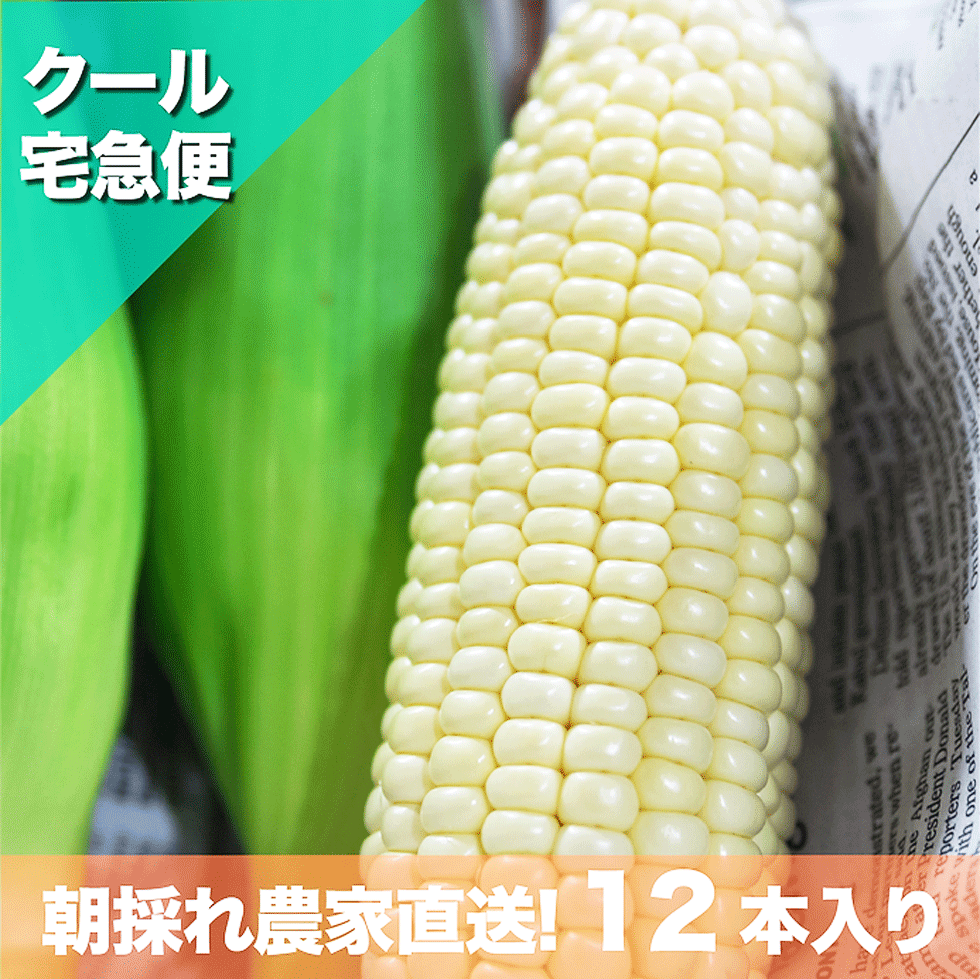 汐風パール 3.5kg 12~14本入り 沖縄産の白いトウモロコシ 朝採れ 糖度18~22度 松島農園直送 糖度20度超えも!友人や家族におすそ分けしちゃおう!プレゼントとして渡しても喜ばれること間違いなし!