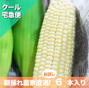 汐風パール 1.5kg 5~7本入り 沖縄産の白いトウモロコシ 朝採れ 糖度18~22度 松島農園直送 糖度20度超えも!マンゴーにも負けないくらい甘くて、お一人様でもペロリっと食べれちゃいます!