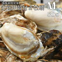 【マルえもん　Mサイズ50個】北海道厚岸産本養殖牡蠣生食用