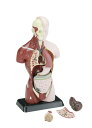 小型人体解剖模型【高さ27cmの個人学習用】