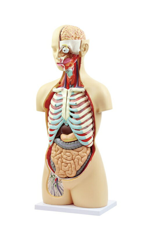 （送料無料）人体解剖模型【全高全高85センチの人体解剖模型。】