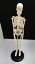 人体骨格模型（ミニ骨格模型）約42センチの直立型スタンド式
