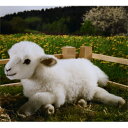 ケーセン Koesen ぬいぐるみ ねそべり子羊 LAMBKIN LYING