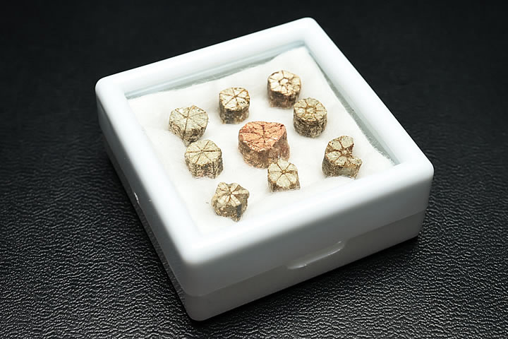 桜石 京都府亀岡市産　天然記念物指定