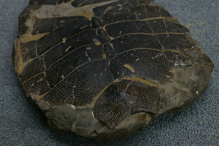 �������С����