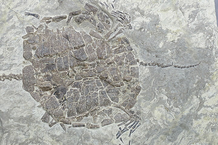 ĹƬ�������С����